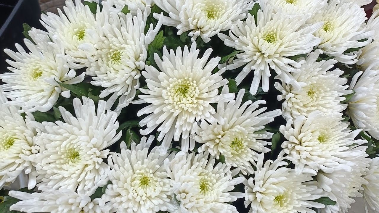 Tagir  Flowers 🌸 в прямом эфире!