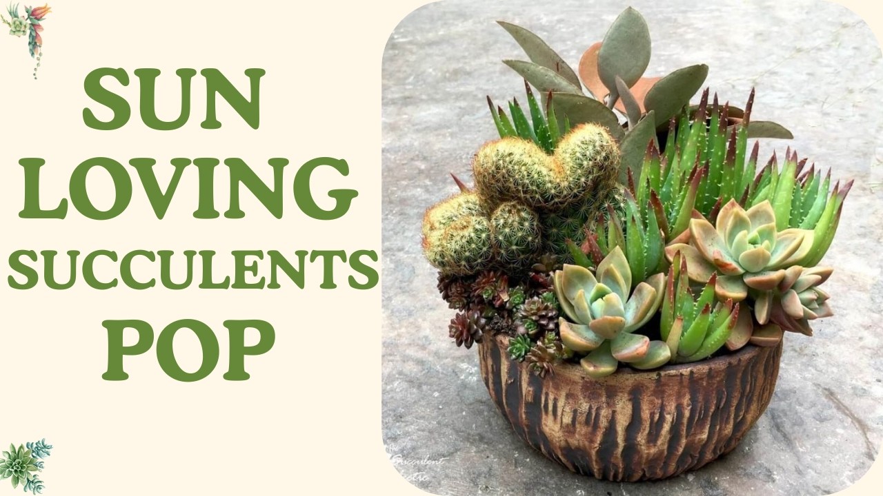 12 Most Sun Loving Succulents That Maintain Color | Colorful Succulents For Sun