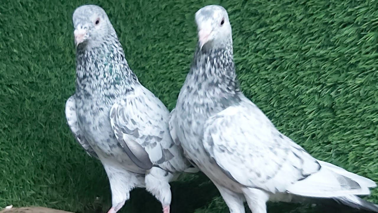 Kammanger Zeere
