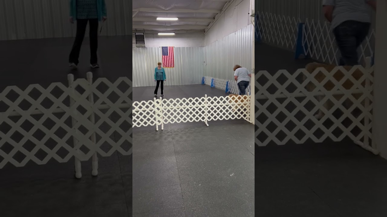 Pilot's AKC Utility Run - 6/8/24