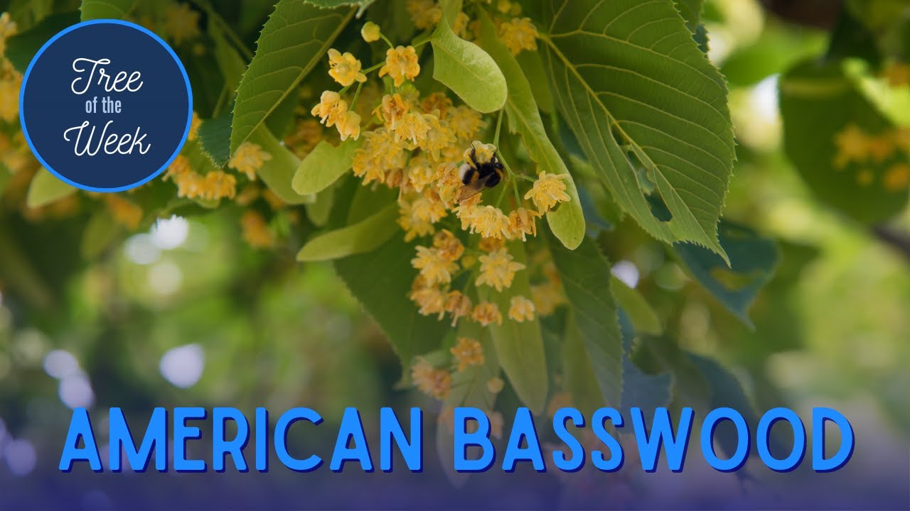 Tree of the Week: American Basswood