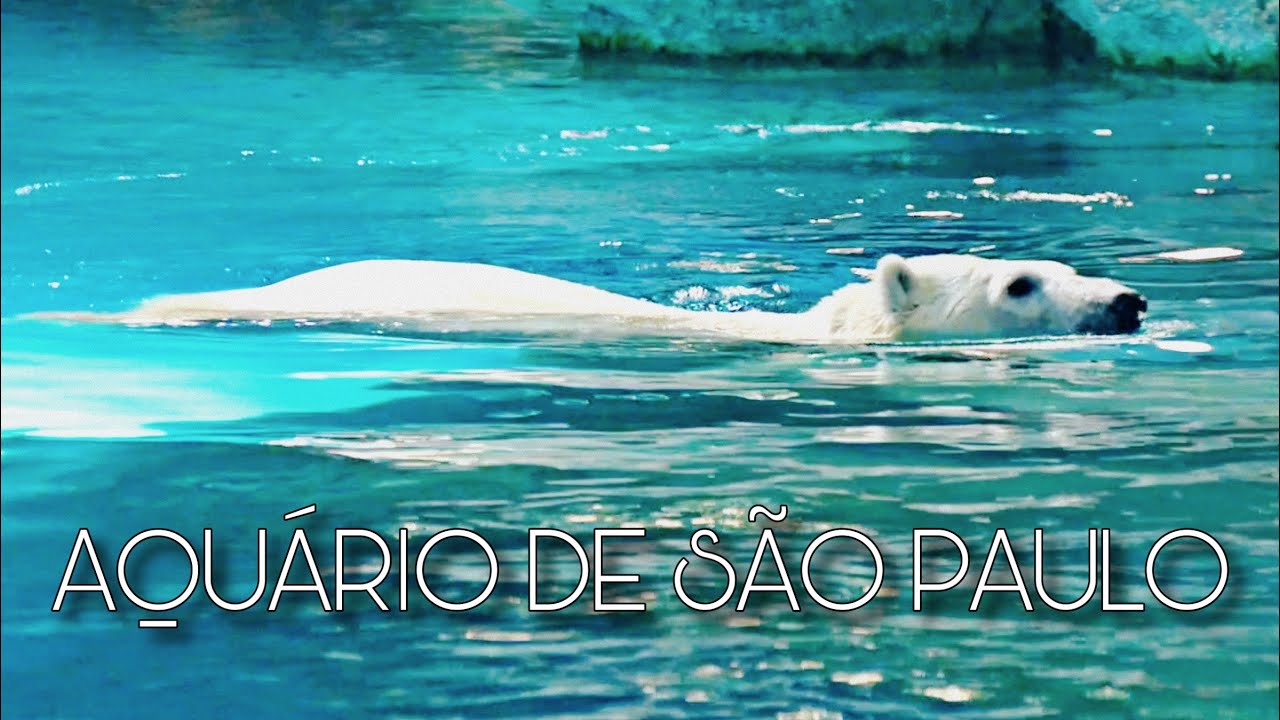AQUÁRIO DE SÃO PAULO | DIA DO URSO POLAR