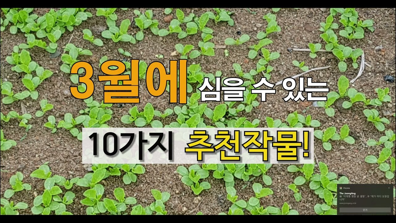 '23년 3월에 심을 수 있는 10가지 추천 작물! #주말농장 , 도시 텃밭가꾸기.