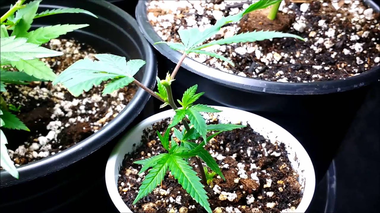 Topping the Runt!