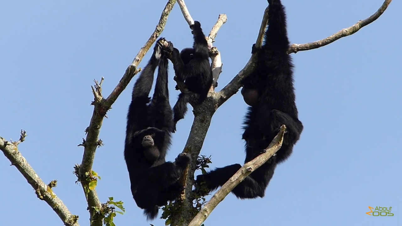 The loud calls of the siamang in a treetop at CERZA Zoo