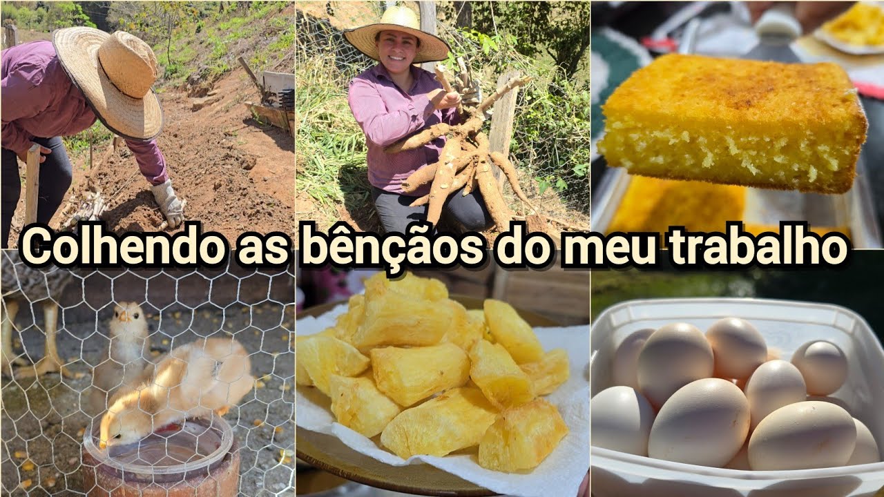 PLANTEI E COLHI MANDIOCA/BOLO DE MANDIOCA COM COCO+ROTINA DE TRABALHO E FARTURAS AQUI NA ROÇA 