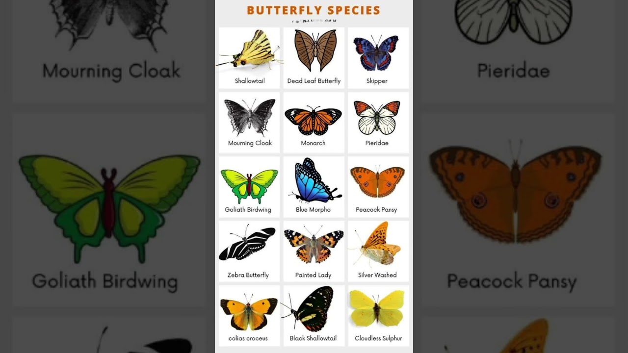 Different types of butterflies #butterfly #english