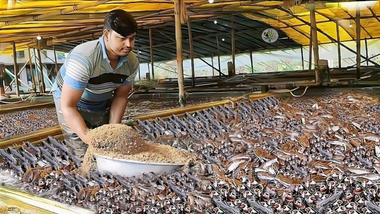 Hybrid magur fish farming business part-13 | catfish farming 