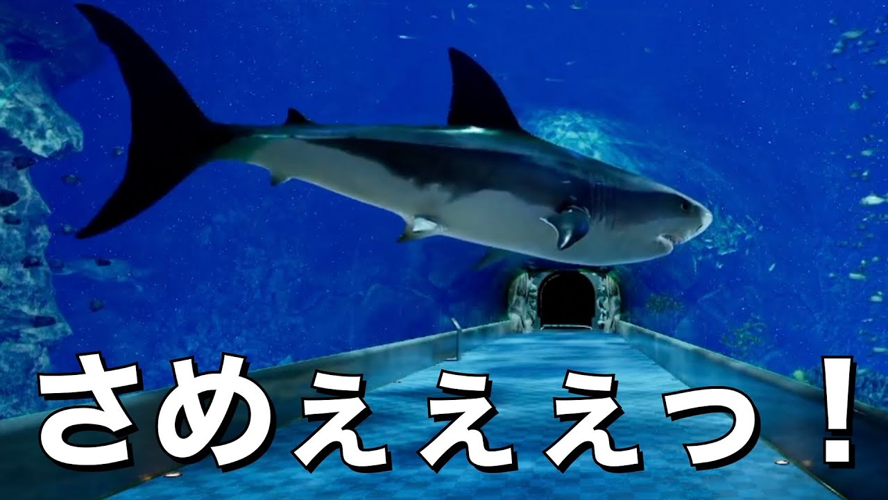 【８月３２日の水族館】さめぇぇぇっ！異変だらけの水族館だった