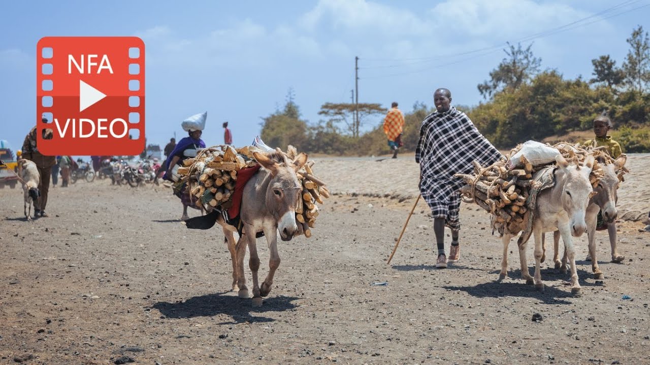 Deadly heat puts 300 donkeys at risk in Tanzania.