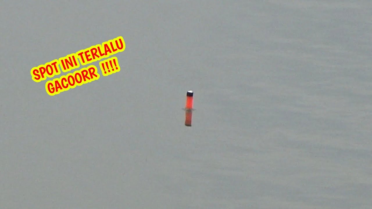 SPOT VIRAL ‼️GAK PERNAH MANCING IKAN NILA SAMPAI SEGACOR INI‼️EMPANG H AMID 1 #mancingikannila