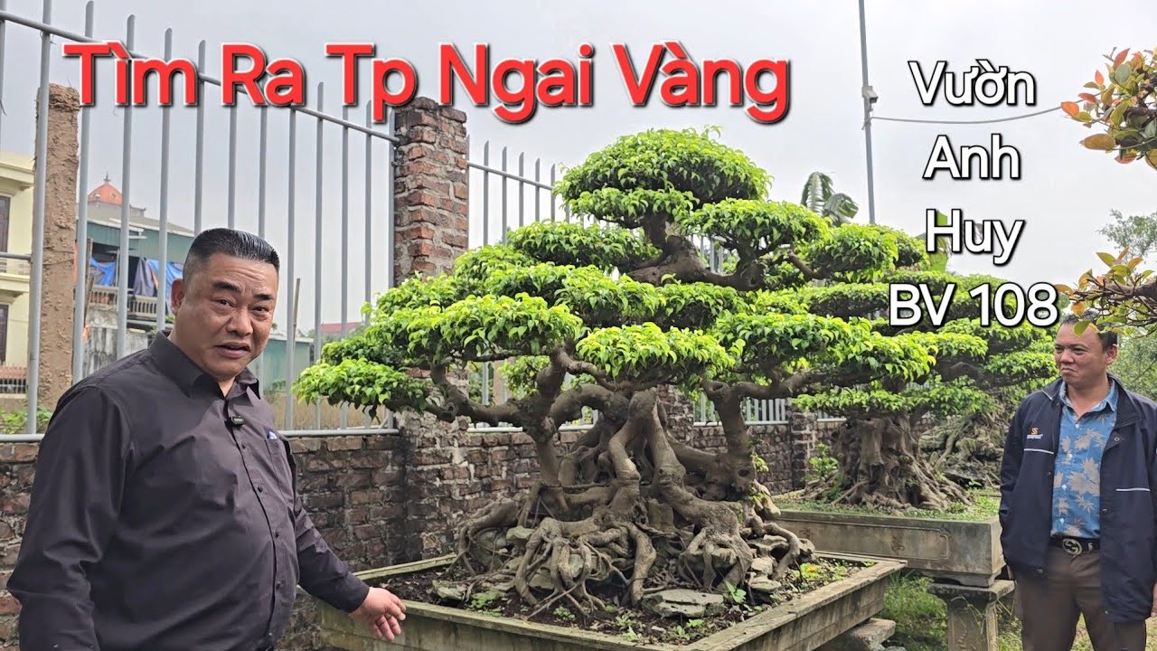 ĐI CẢ VƯỜN NGẮM CÂY ĐẸP của anh HUY BV 108 tìm ra TP NGÀI VÀNG cả đoàn ai cũng thích. 