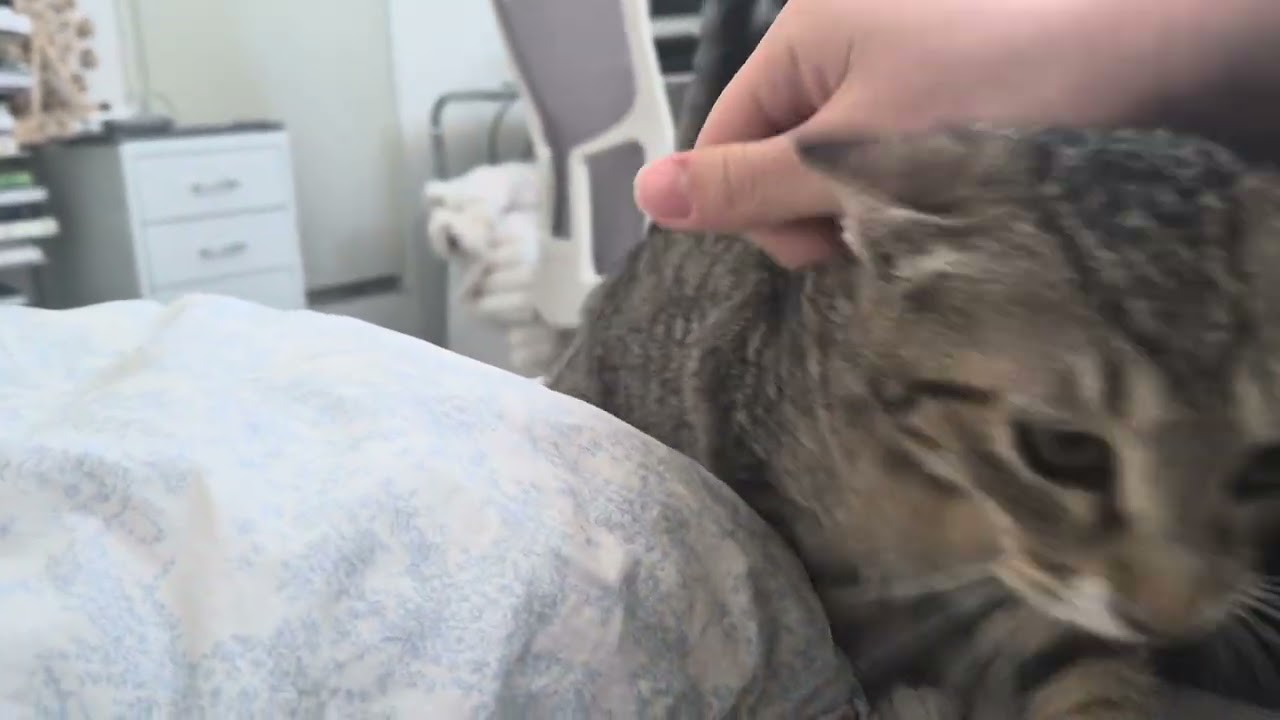 만짐 강요 고양이