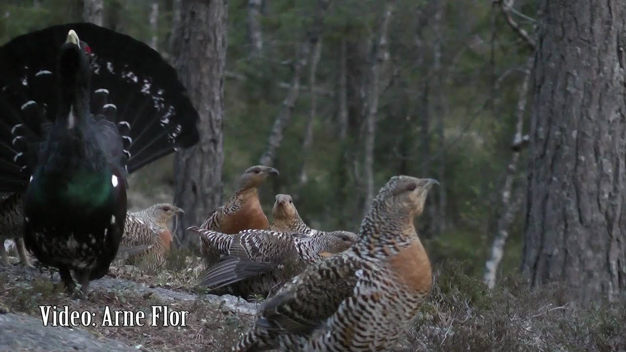 Tiurleik i Mykland i Froland v&aring;ren 2011. Tiur og 23 r&oslash;y. Capercaillie lek