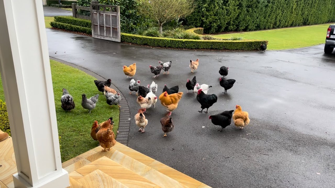 My Trip to Australia (2022) - Part 7