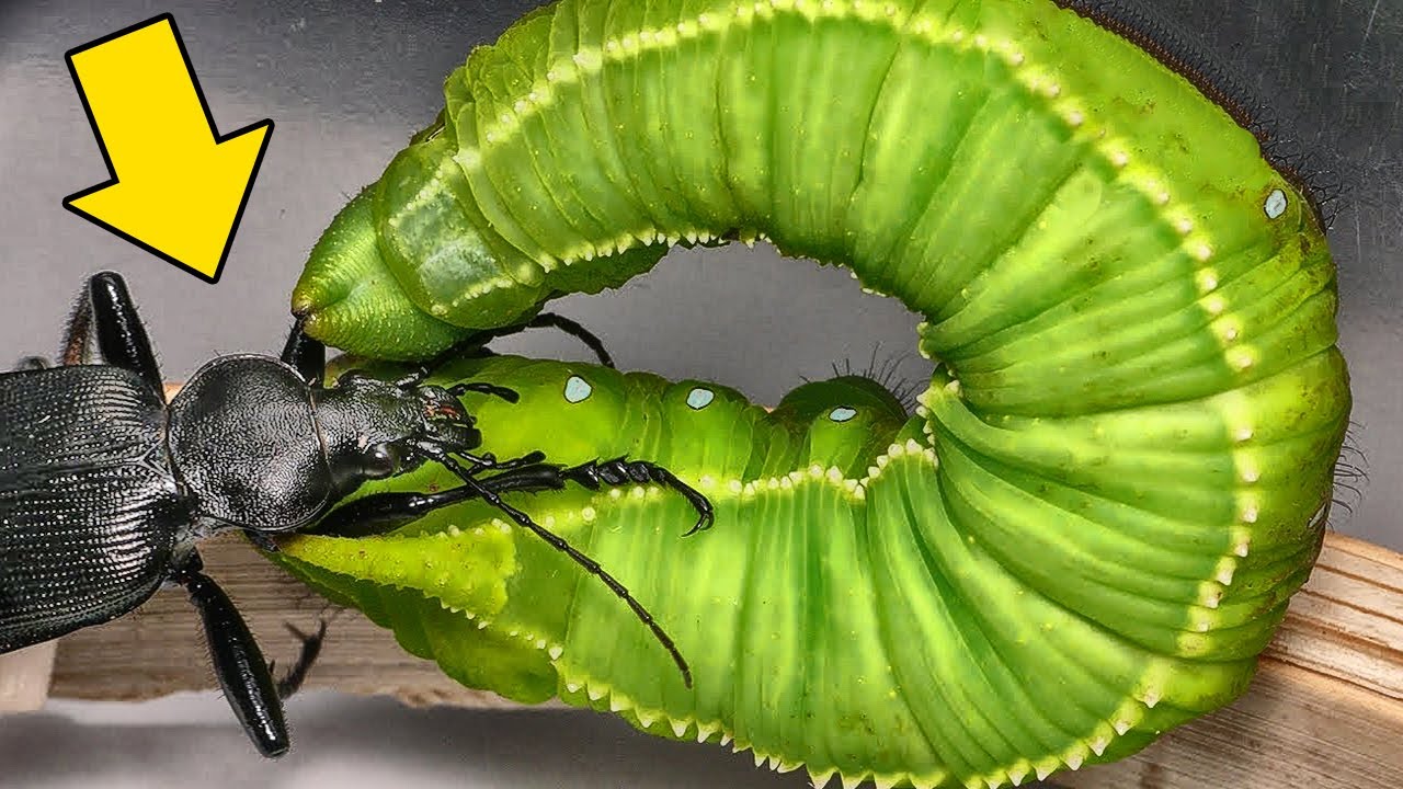 15 DEADLY AND STRANGE CATERPILLARS - they look alien