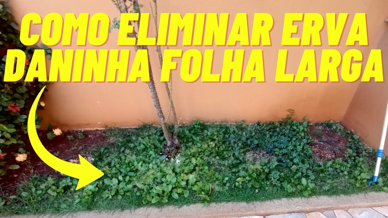 COMO ELIMINAR ERVA DANINHA FOLHA LARGA EM GRAMADOS SEM ATINGIR A GRAMA !