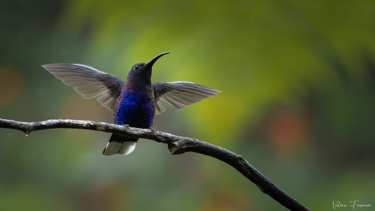 Costa Rica / Road -trip