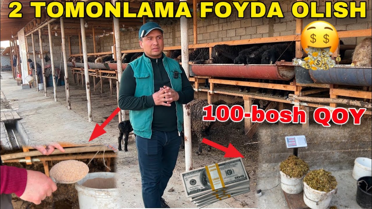 100-BOSH QO’YDAN 2-TOMONLAMA DAROMAT QOY BOQISH SIRLARI-2025😱😱