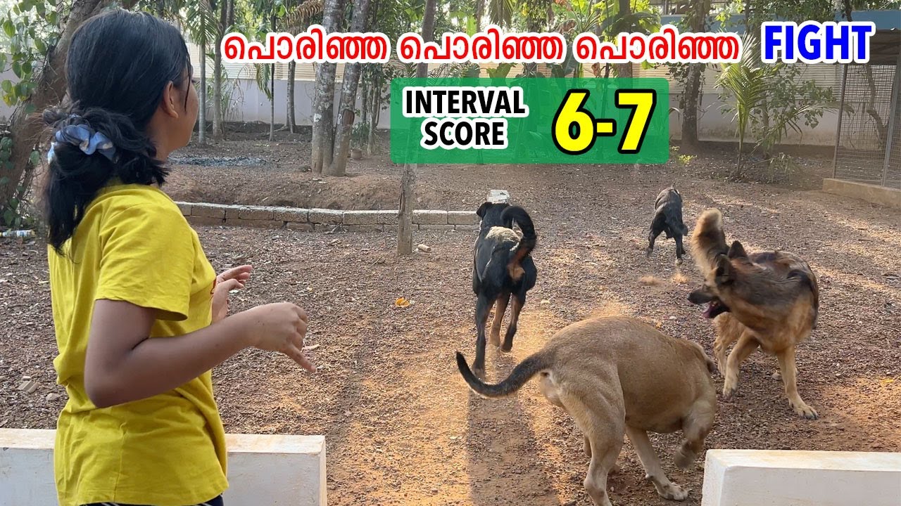 എന്റെ പൊന്നോ ഇങ്ങനൊരു fight ജീവിതത്തിൽ കണ്ടിട്ടില്ല 😳 Kathu Vs Kallu Tight Fight