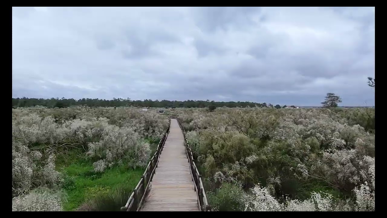 The Way