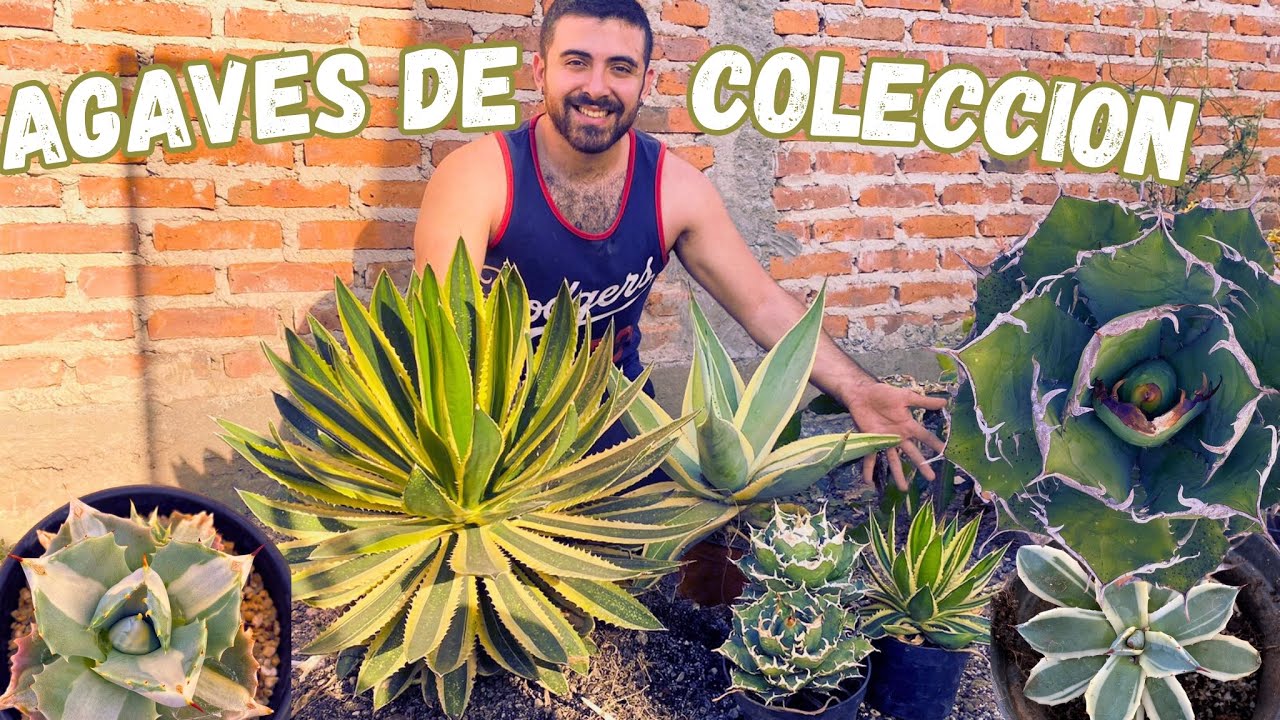 Reproduciendo agaves muy raros de más de 1000$
