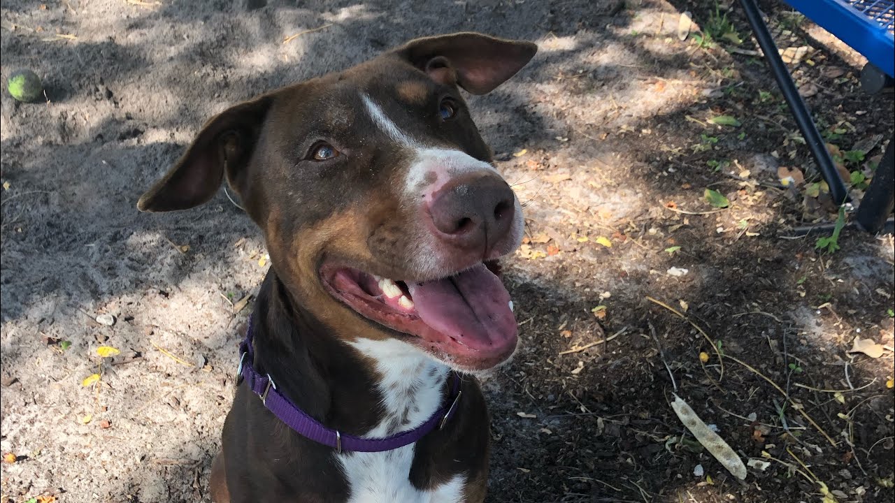 VOLUNTEER WITH ME | ANIMAL SHELTER