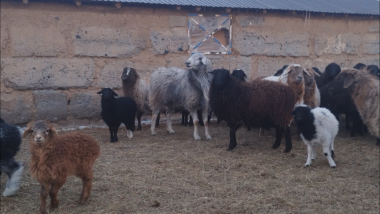 Қой мен малға қысқаша шолу 🐑🐂