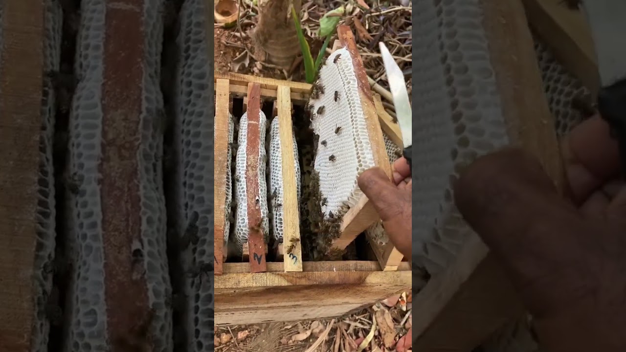 Apis  cerana  Indica ❤️❤️