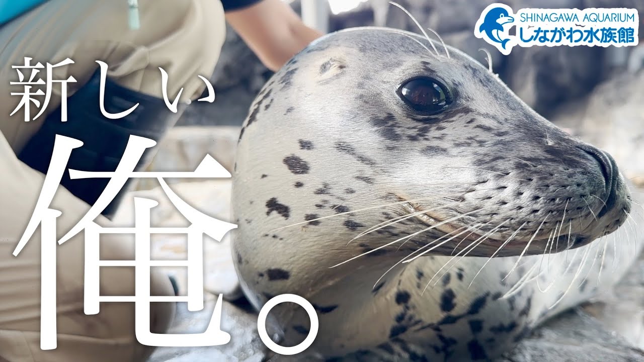 しぶきの新生活＠しながわ水族館【ゴマフアザラシ】