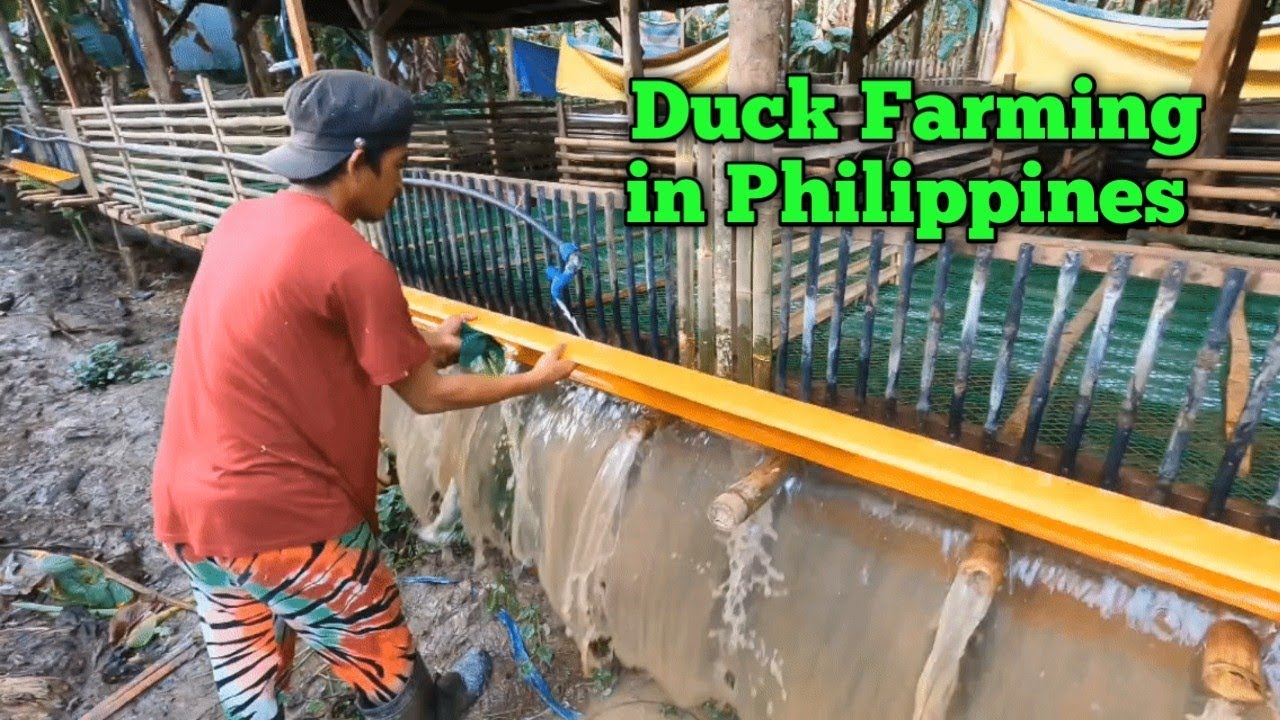 Duck Farming in Philippines | 5 or 6 Months Old Hindi pa Nangitlog? #Tips