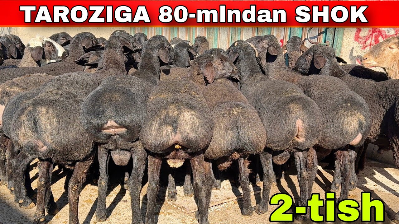 😱 80 MING SO‘MDAN TAROZIGA‼️ 2-TISH QO‘CHQORLAR SHOK NARXDA 🐏