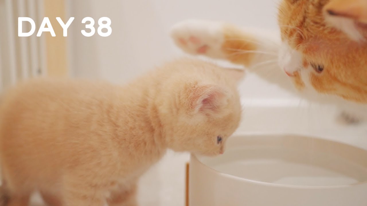 Mom Teaches Kittens Drinking Water For First Time - Day 38 @ Baby Kittens Day 1 to Day 100 Vlogs
