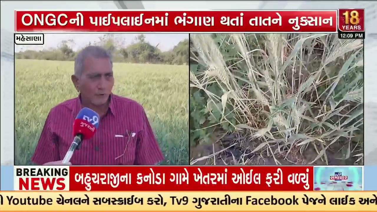 Mehsana farmer faces crisis after ONGC pipeline leakage | Gujarat | TV9Gujarati