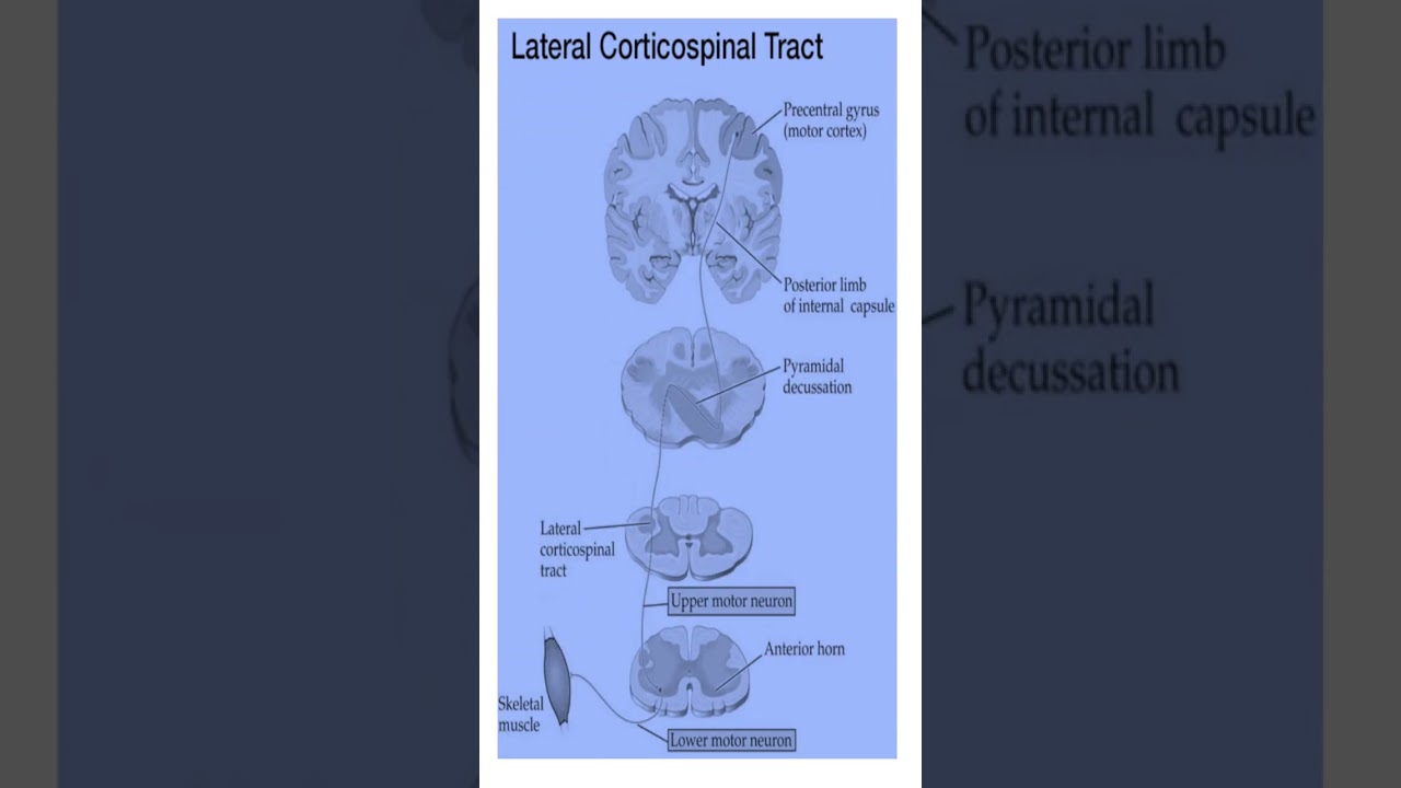 Lateral Corticospinal Tract Explained  in 60 Seconds