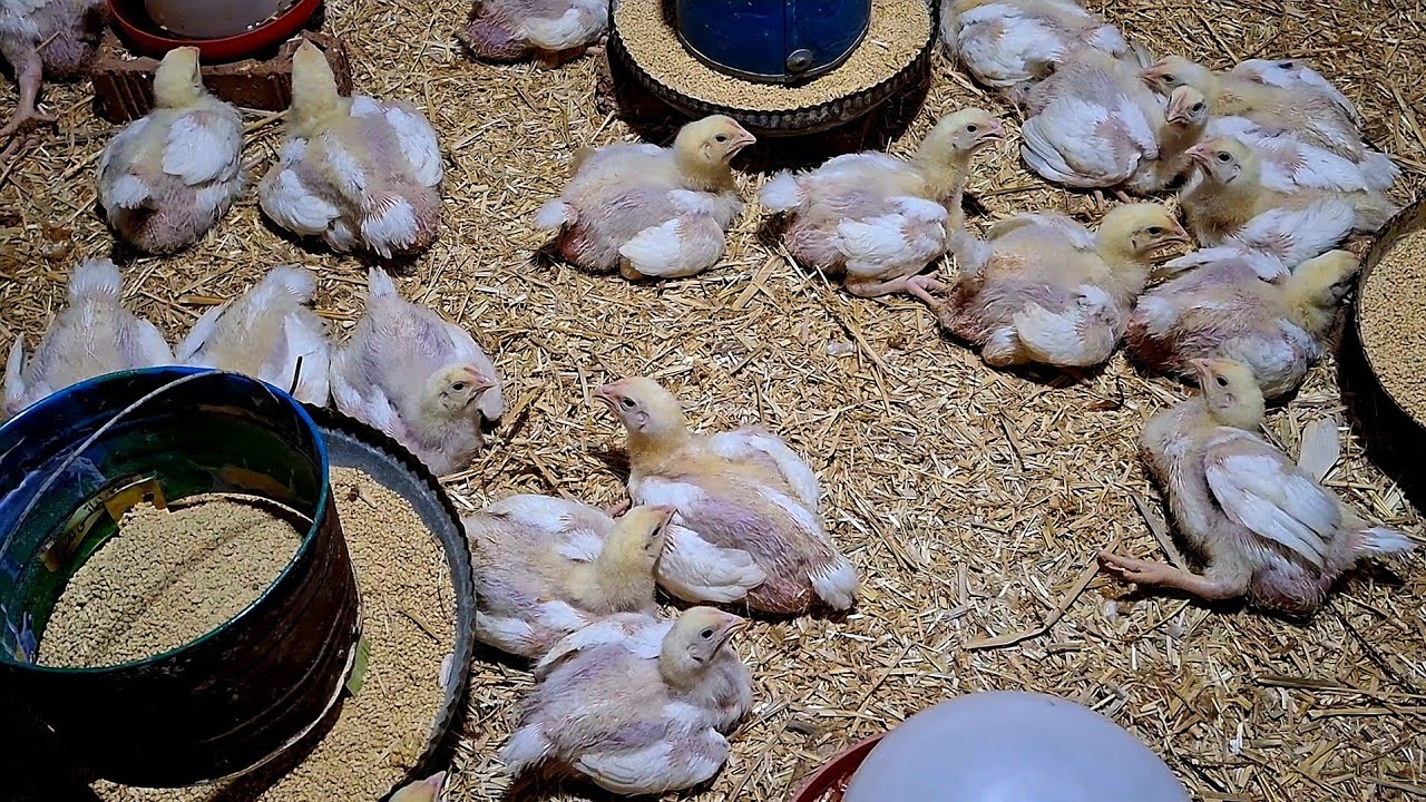 معلومات مهمة جدأ هتحتاجيها لو بتربى الفراخ التسمين🐔🐥 وهتخليكى محترفة 