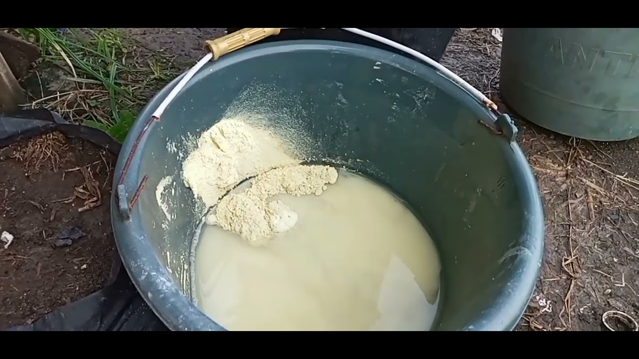 PENYEPRAYAN PEMBESAR UMBINYA