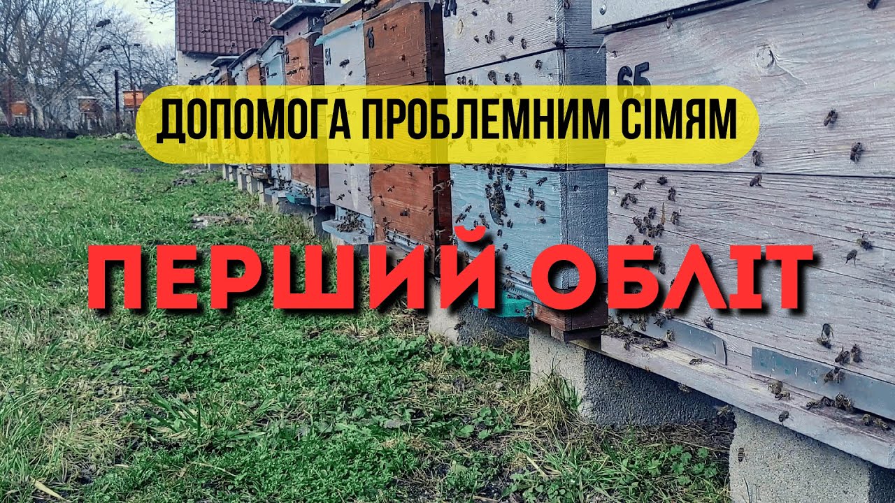 Перший обліт в цьому році. Допомога проблемним сімям. Попередні результати зимівлі