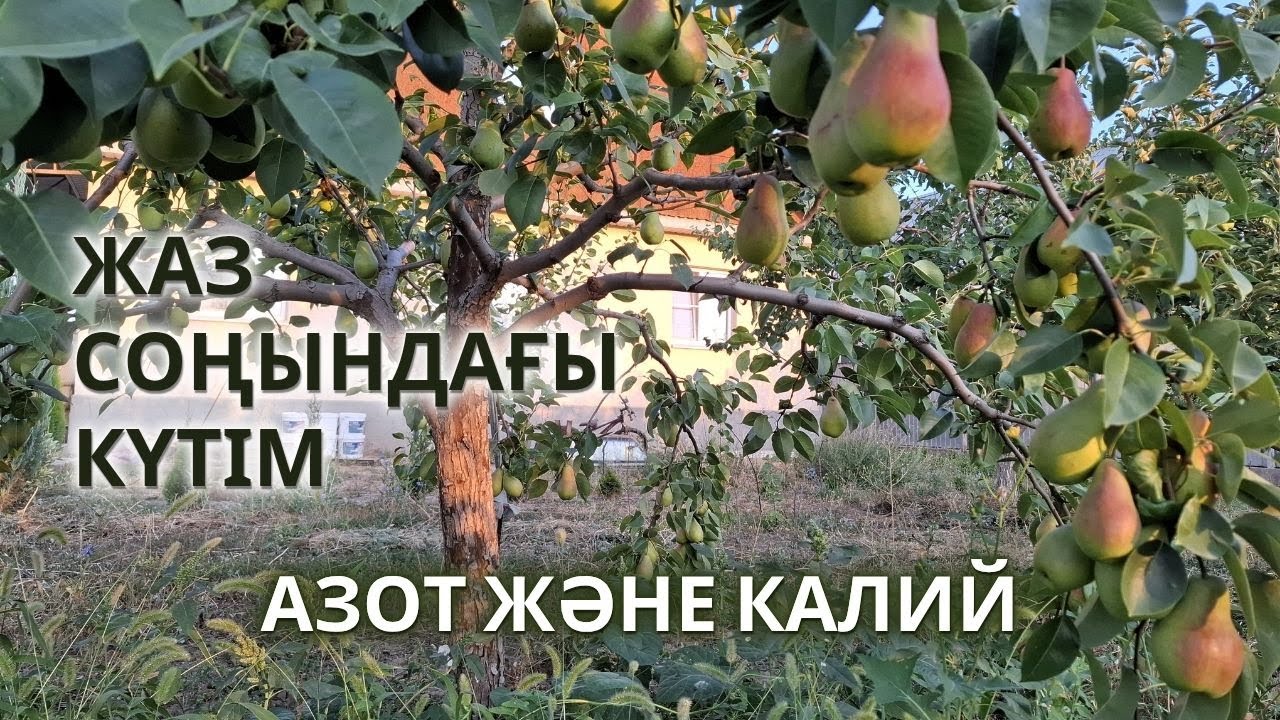 ЖЕМІС АҒАШЫНЫҢ ЖАЗ СОҢЫНДАҒЫ КҮТІМІ