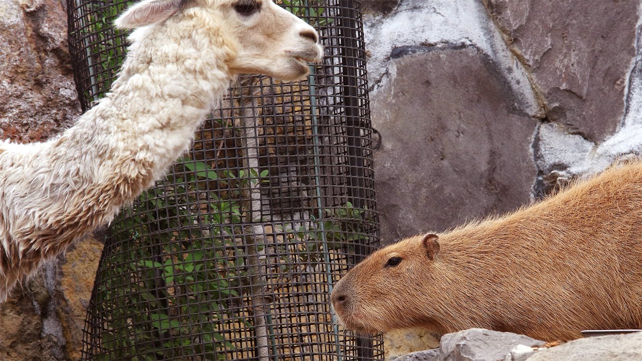 カピバラとアルパカ ごはんを前に独特の緊張感が (Capybara vs Alpaca over food)
