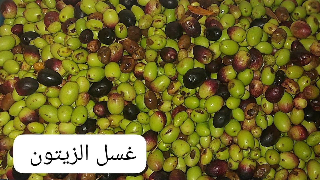 غسل الزيتون من أجل عصره على الطريقه التقليدية ديال جدودنا🫒🫒🫒🫒🫒🫒👍👍👍👍🫒👍