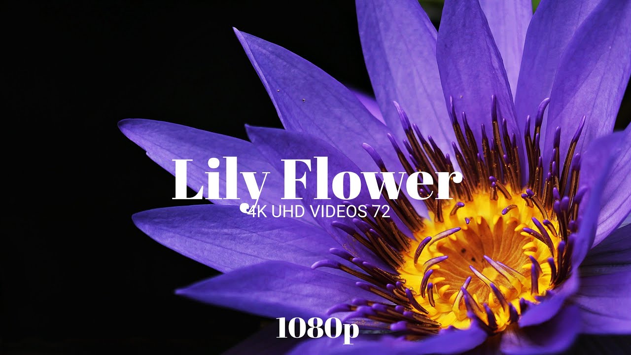 LILY FLOWERS FULL HD VIDEO 4K UHD VIDEOS 72