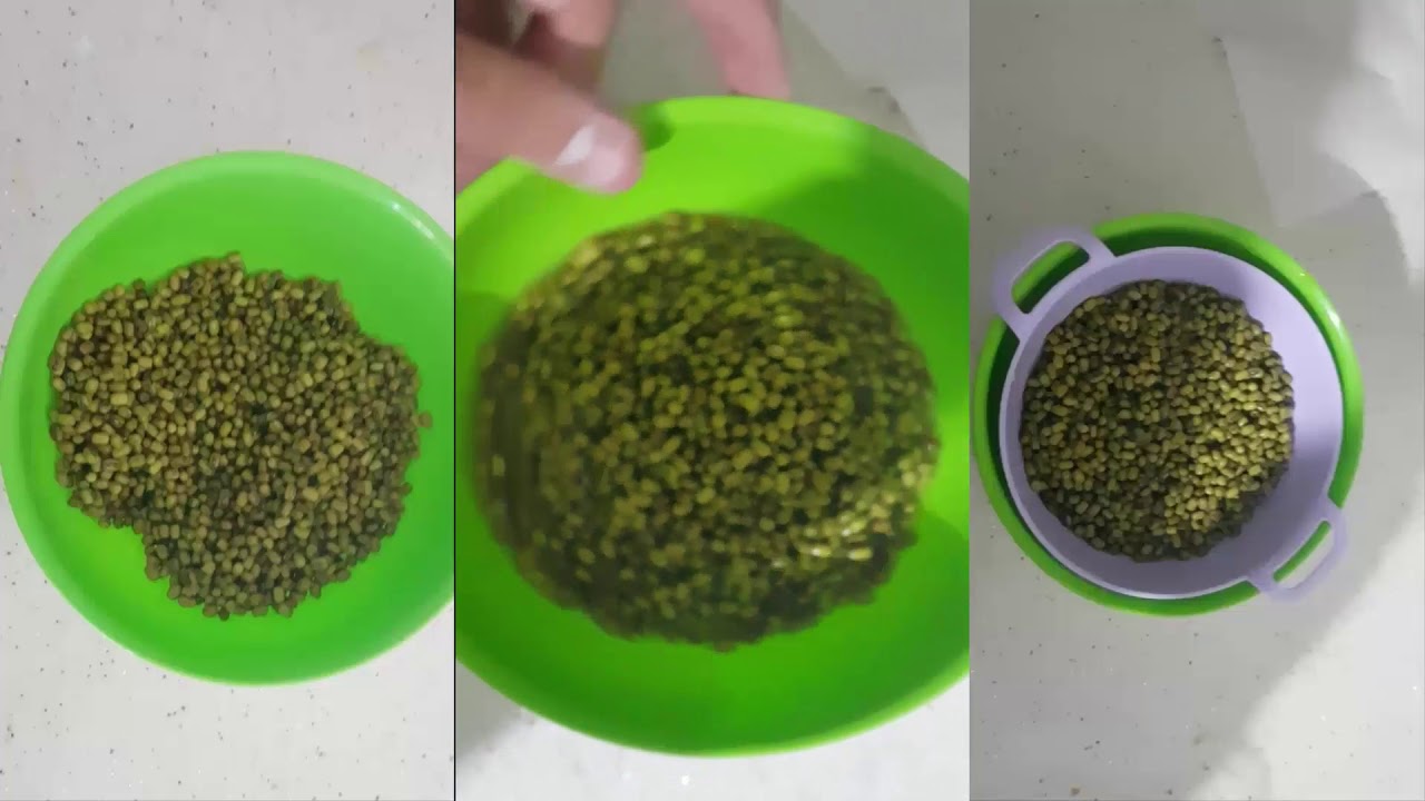 Maş Fasulyesi Çimlendirme (Sprout Green Gram)