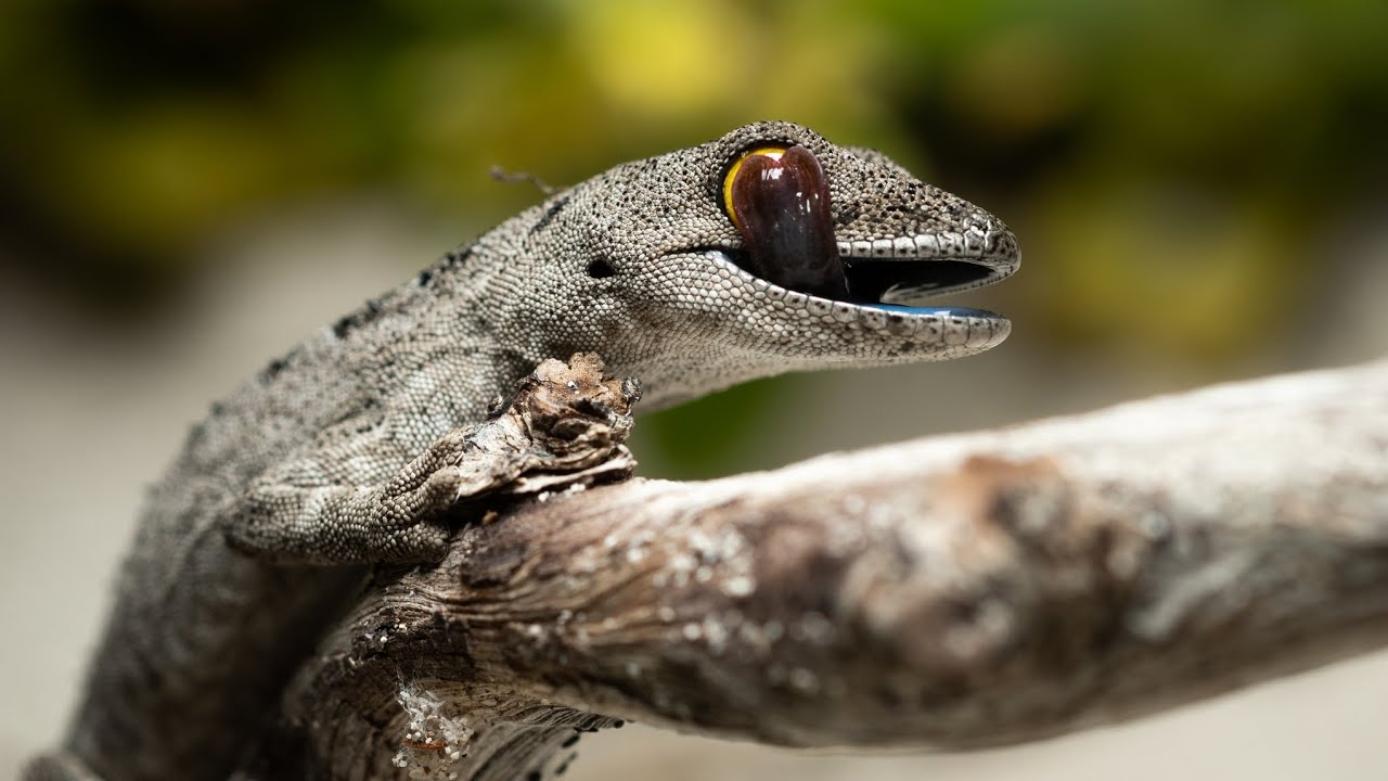 Herping vlog #2 Swan Coastal Plain, North of Perth