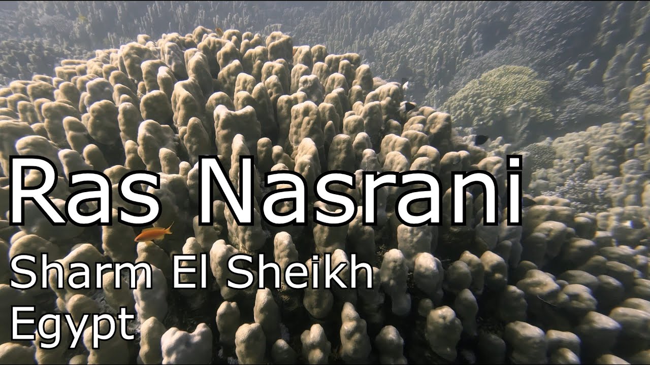 Scuba diving in the Red Sea: Ras Nasrani Reef, Sharm El Sheikh, Egypt