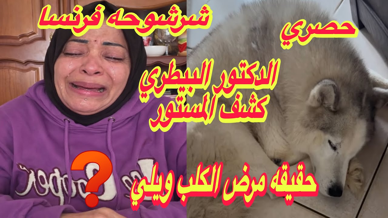 "حصري"شرشوحه فرنسا تم التواصل مع الدكتور البيطري👊الحقيقه كامله✋كشفنا تعذيبك للكلب ويلي😱