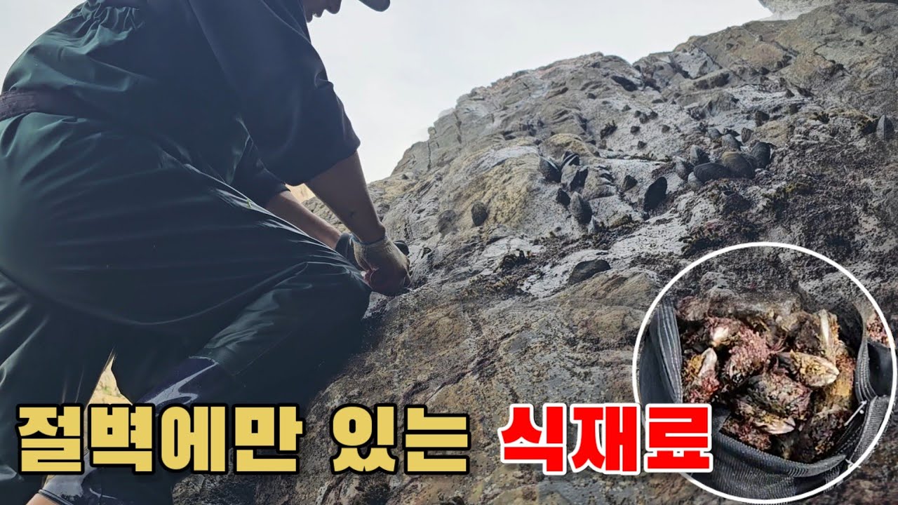 절벽에 매달려야만 얻는 식재료, 전복보다 귀한 이것 먹어봤습니다