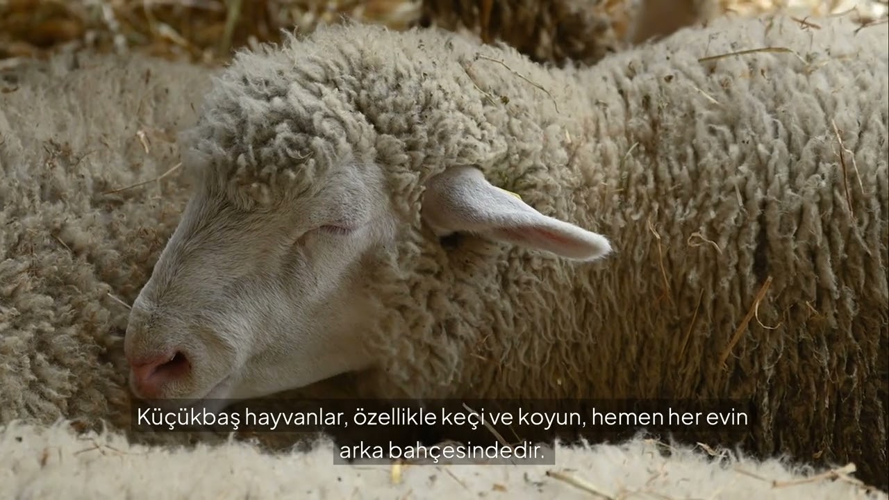 ADANA-ALADAĞ-EĞNER(Eğner'in Geçek Yüzü)