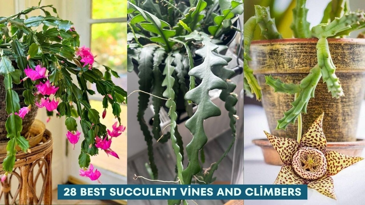 28 Best Succulent Vines and Climbers