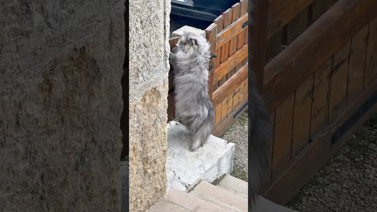 Le chat concierge ! 😹. #persan #chatfou #chat #chats #ChatDrole #catlover #catsagram
